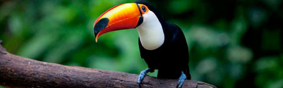 Brazil's Best Wildlife and Nature