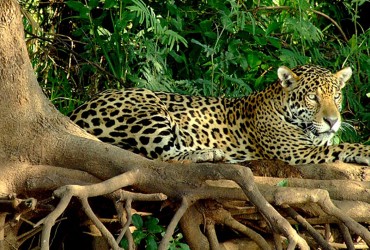 Jaguar, The Pantanal